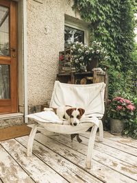 Dog sleeping on chair