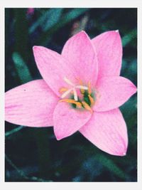 Close-up of pink flowers