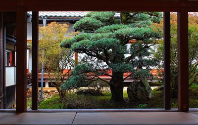 Trees by plants during autumn