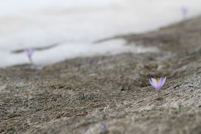 Close-up of purple crocus flowers on land