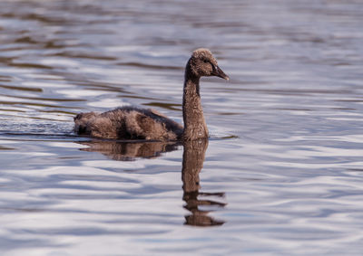 Swan swimming in lake