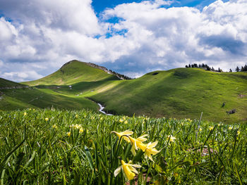 Scenic view of field against sky