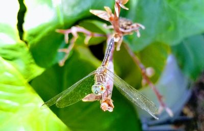 Close-up of insect on flower