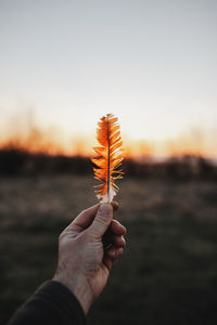 Close-up of hand holding feather against sky during sunset