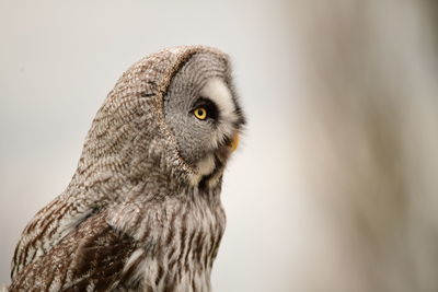 Close-up portrait of a grey owl