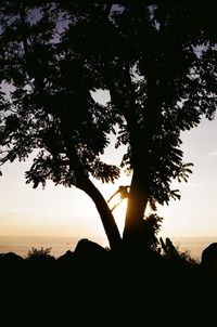Silhouette tree against sky during sunset