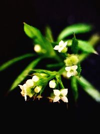 Close-up of plant against black background