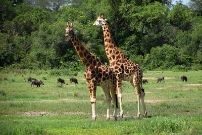 Giraffes on field