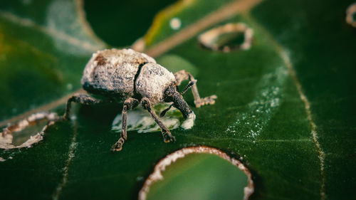 Close-up of insect on leaf