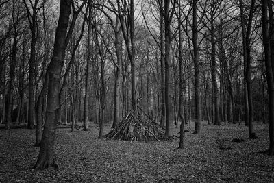 Bare trees in forest