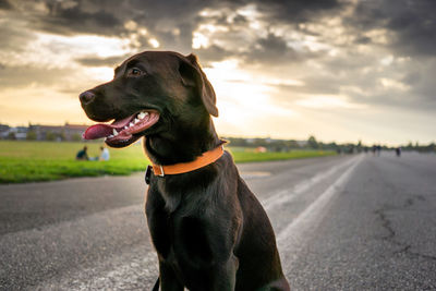 Dog on the road 