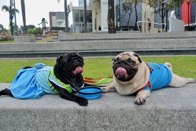 Dog sitting in a park