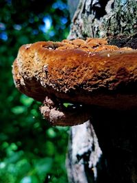Close-up of mushroom growing on tree trunk
