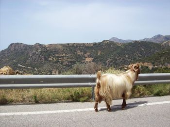 Horse standing on road against mountain range