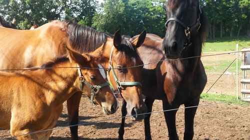 Horses standing on field