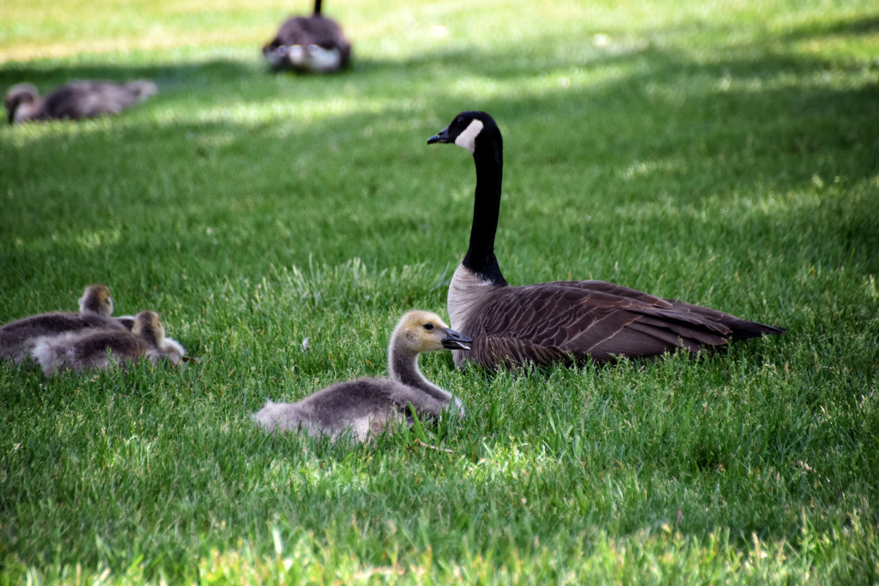 animal themes, animal, grass, wildlife, bird, group of animals, animal wildlife, ducks, geese and swans, plant, goose, water bird, duck, nature, green, young animal, canada goose, gosling, no people, field, young bird, land, day, animal family, outdoors, medium group of animals, beak, focus on foreground
