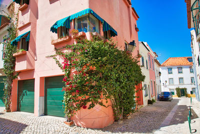 Potted plants on street by building