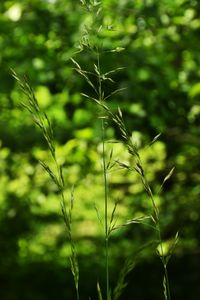 Close-up of crops growing on field