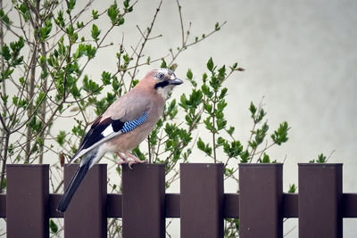 Bird perching on railing against plants