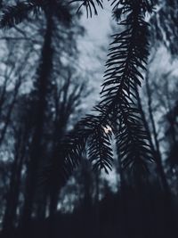 Close-up of pine tree leaves