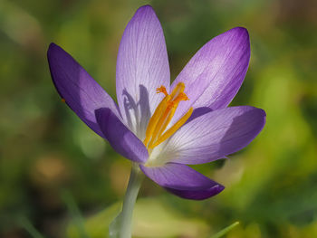 Close-up of purple crocus flower