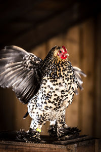 Close-up of rooster