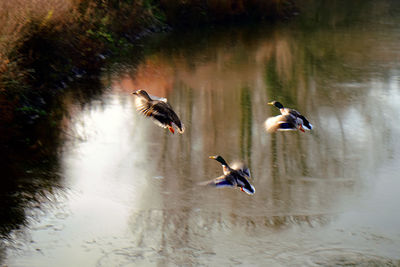 Bird flying over lake