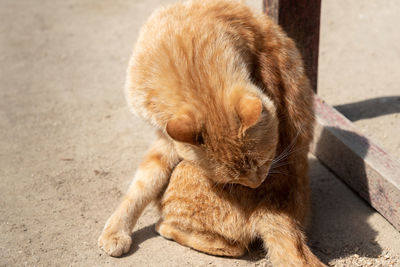 High angle view of cat lying on floor