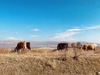 Hay bales in a field