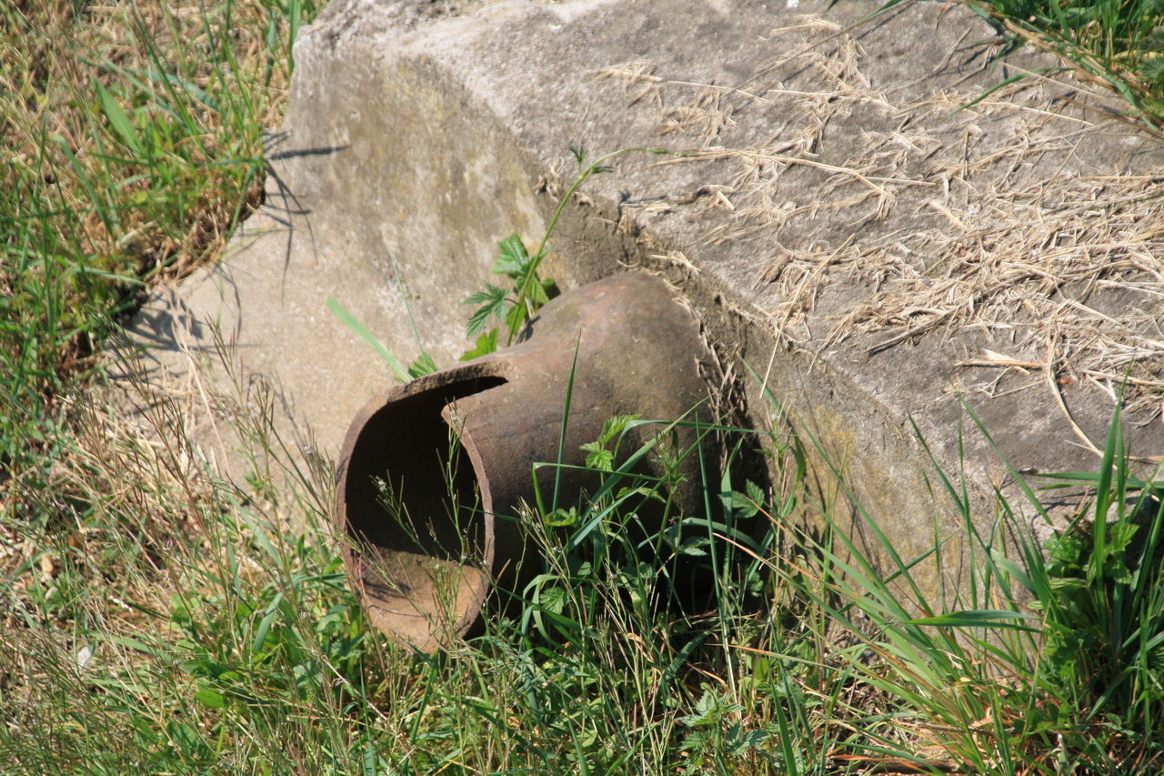 HIGH ANGLE VIEW OF AN ANIMAL ON LAND