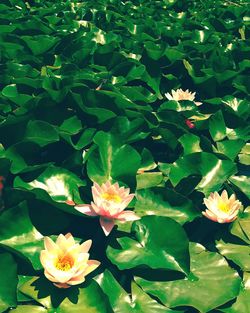 Close-up of lotus water lily in lake