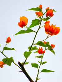 Low angle view of flowering plant against orange sky
