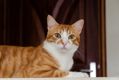 Portrait of cat sitting at home