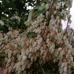 Close-up of fresh green tree