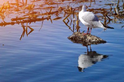 Seagulls perching on a lake