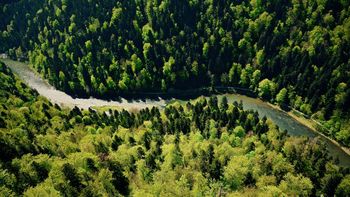 High angle view of river amidst trees at forest