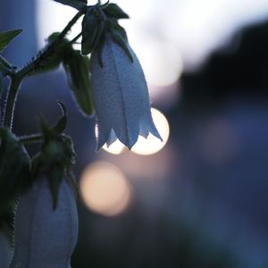 Close-up of flowers against sky