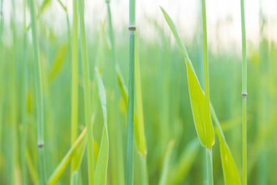 Close-up of crops growing on field