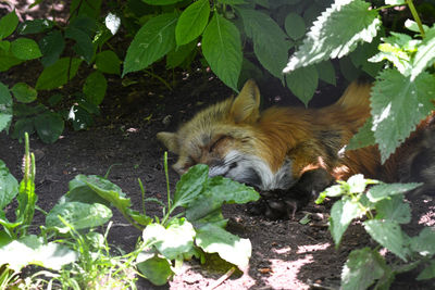 View of a squirrel on plant