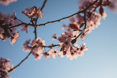 Low angle view of pink flowers on branch