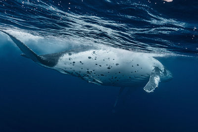 High angle view of seal swimming in sea