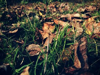 Close-up of grass on field