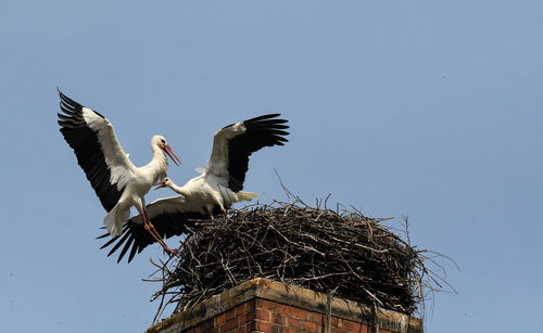 white stork