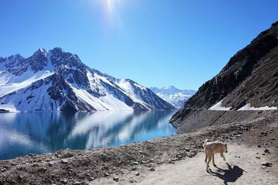 Dog walking on lakeshore against mountains and clear sky