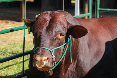 Portrait of a limousine cow breed