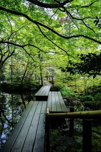 View of footbridge in forest