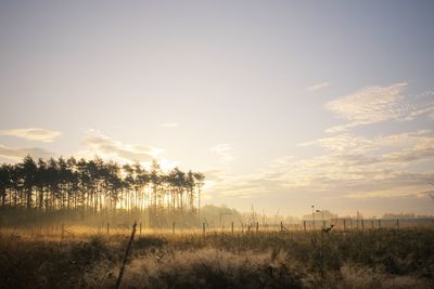 Scenic view of field against sky during sunset