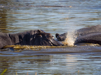 Hippopotamus swimming and spraying water, moremi game reserve, botswana