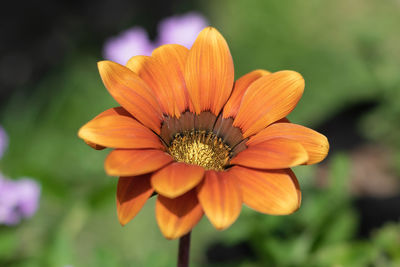 Close-up of orange flowering plant