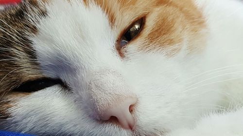 Close-up of cat